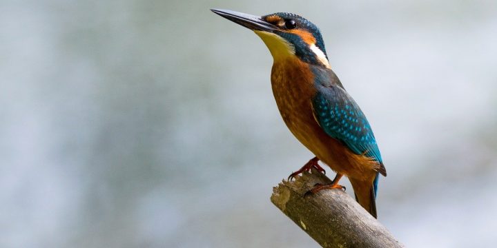 El triste canto del pájaro de madrugada