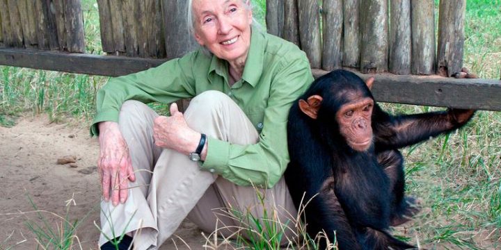 El hada madrina de los primates