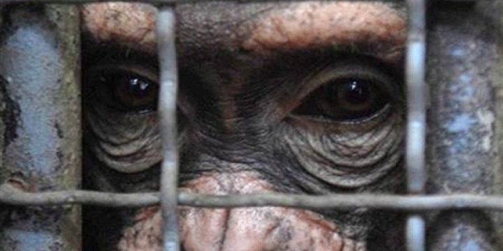 La Fundación Mona, o como deshumanizar a los primates