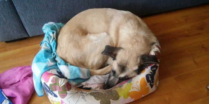 Los animales no olvidan