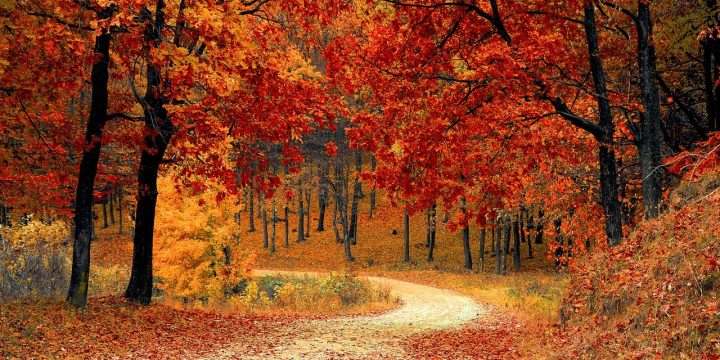 ¡Bienvenido otoño!… ¿Bienvenida tristeza?